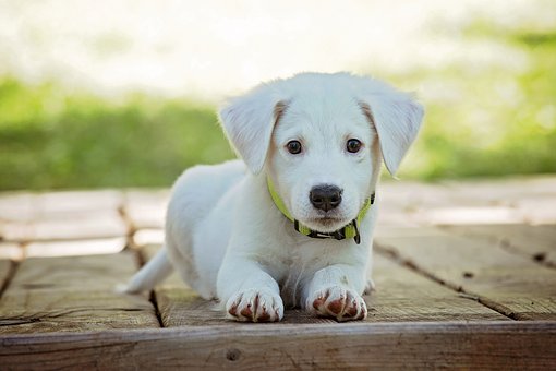 a white furred puppy