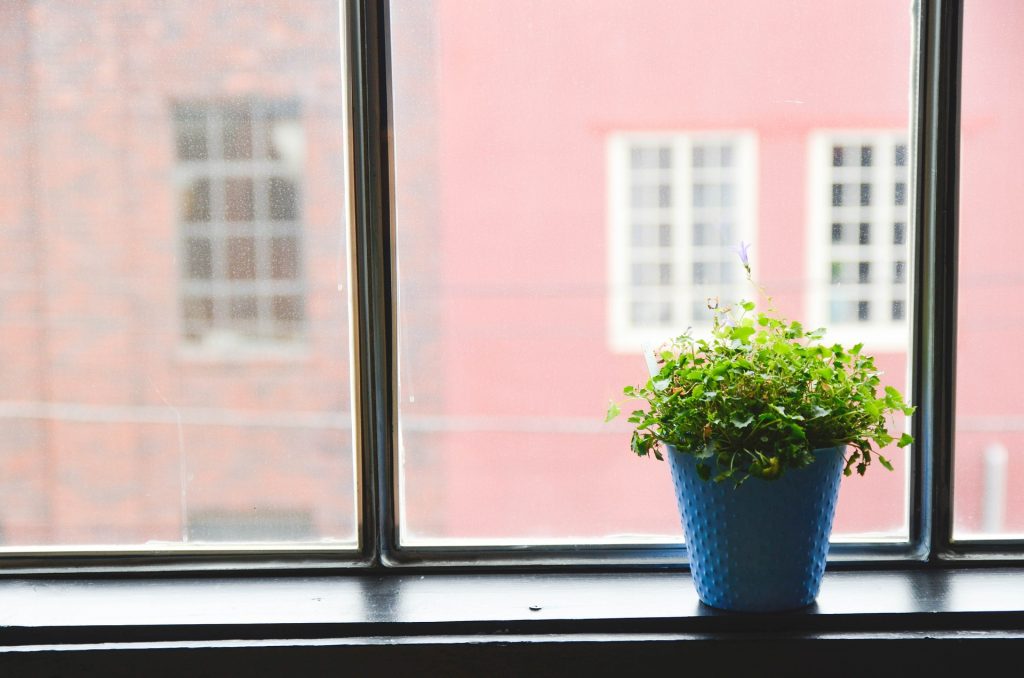 house plant in a pot on windowsill